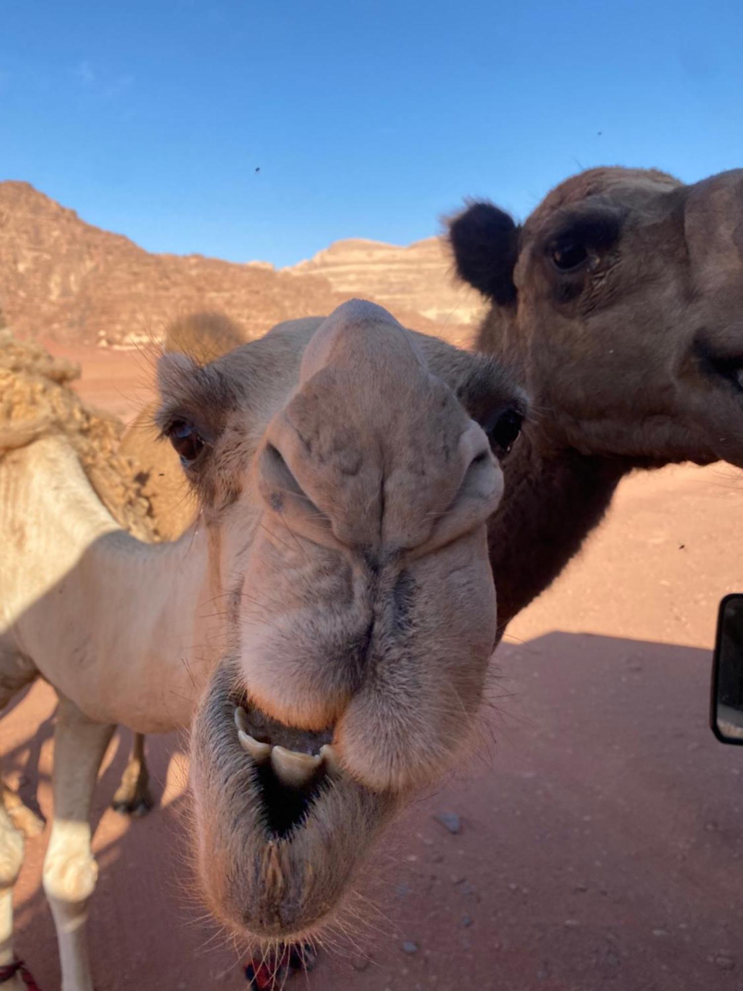 Wadi Rum Desert Heart Camp מראה חיצוני תמונה
