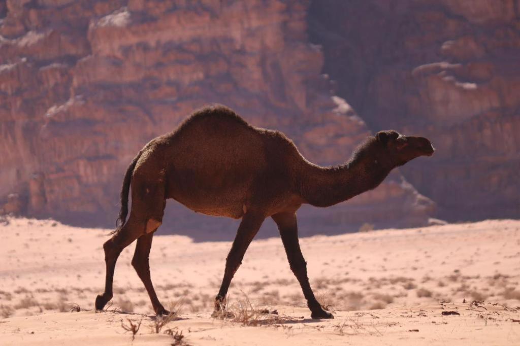 Wadi Rum Desert Heart Camp מראה חיצוני תמונה