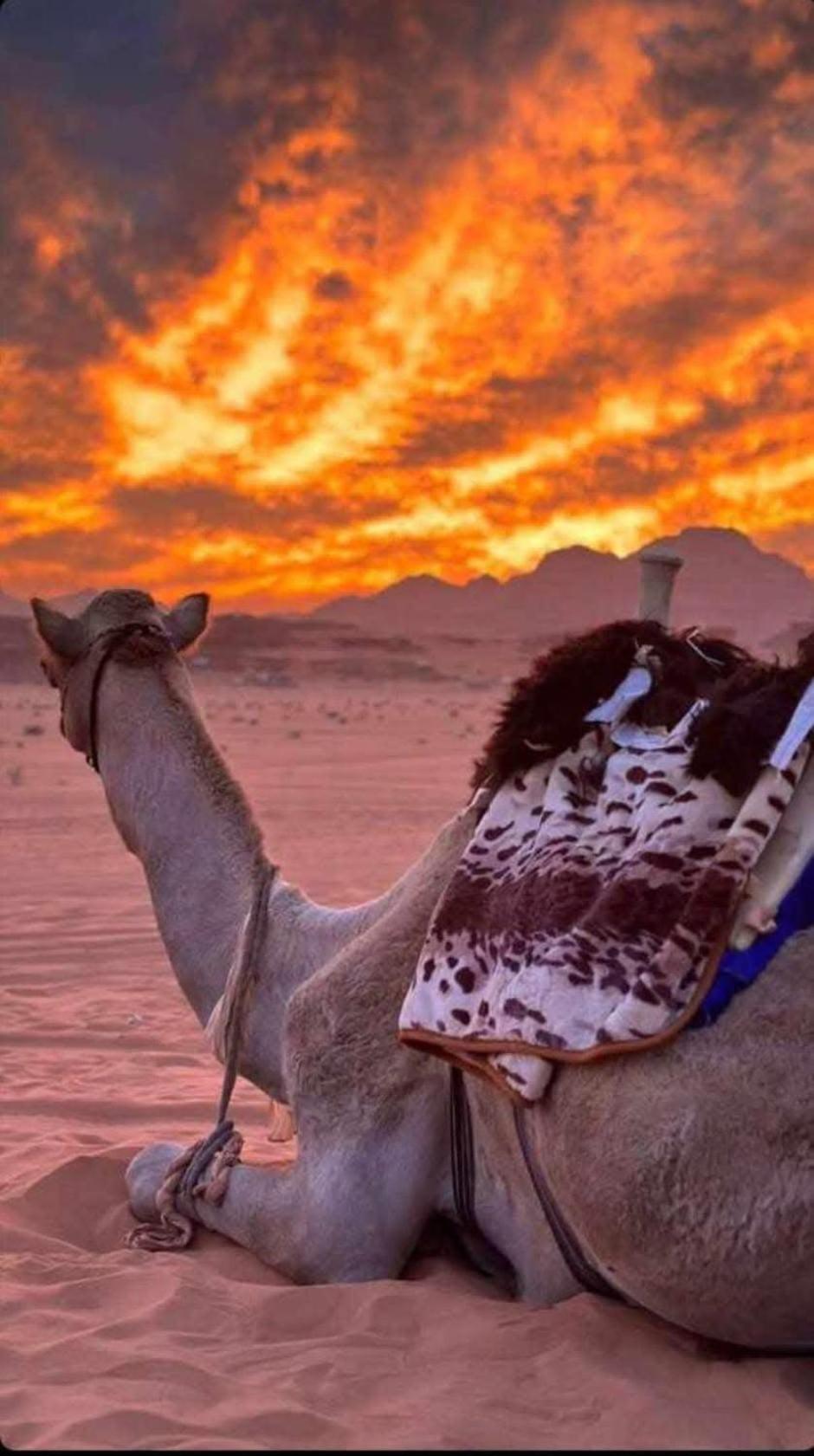 Wadi Rum Desert Heart Camp מראה חיצוני תמונה